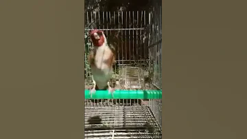 مقنين خلوي قوة ماشاء الله صورتي تيواواتي Galopi من الارشيف سيكتور جيجل Wild Goldfinch 
