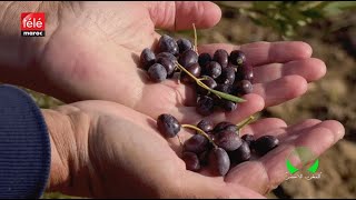 المغرب الأخضر : هكذا ساهم مخطط المغرب الأخضر في زيادة إنتاج وتسويق زيت الزيتون بإقليم الحوز