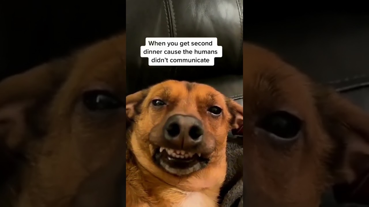 Dog laughing