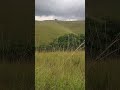 Relaxing Tropical Bird Sounds 🌿 Meadow Ambience ASMR #naturesounds #birdsong #bird #peaceful