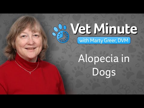 Video: Alopecia X Bij Honden - Zwarte Huidziekte Bij Honden