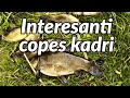 Interesanti copes kadri!