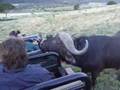 Close Encounter with a Cape Buffalo