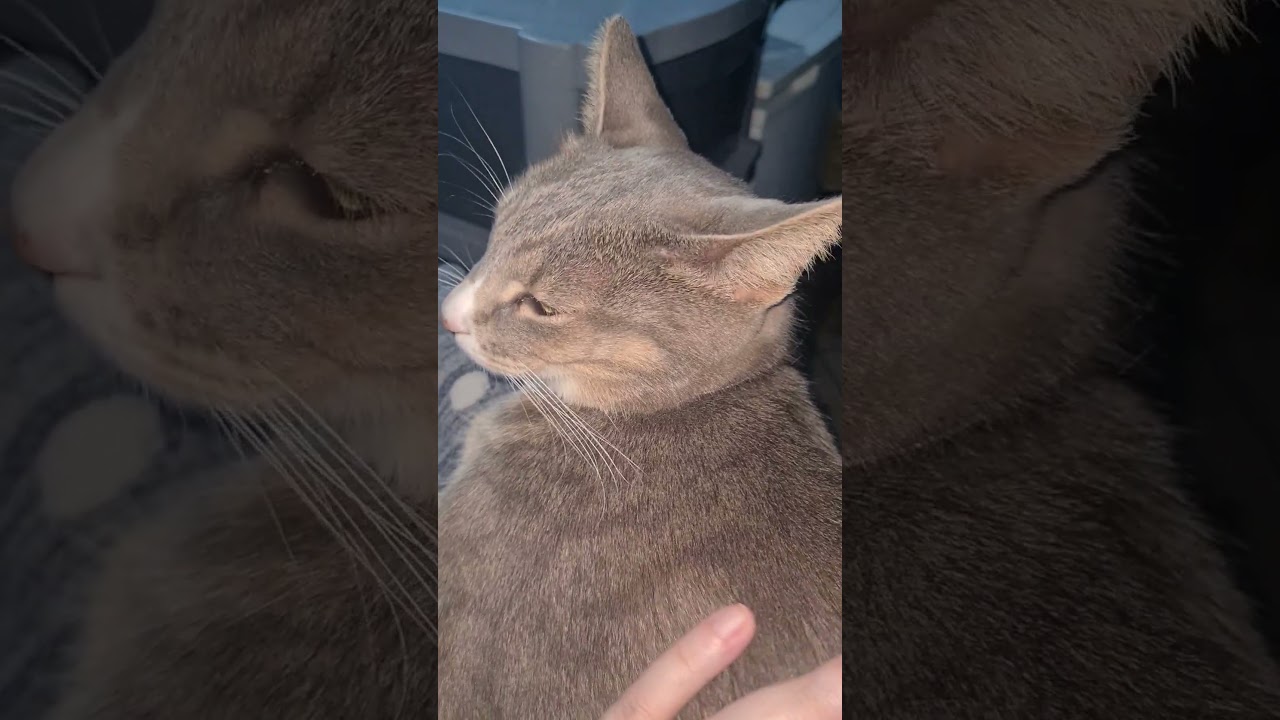 Noodle Has A Goatee and Loves Feet! 