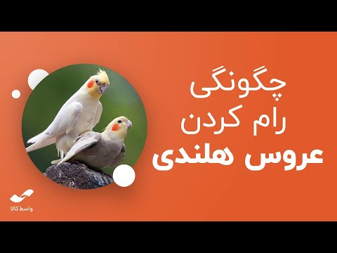 تصویری: پتروچیو چگونه در رام کردن زرنگ تغییر می کند؟