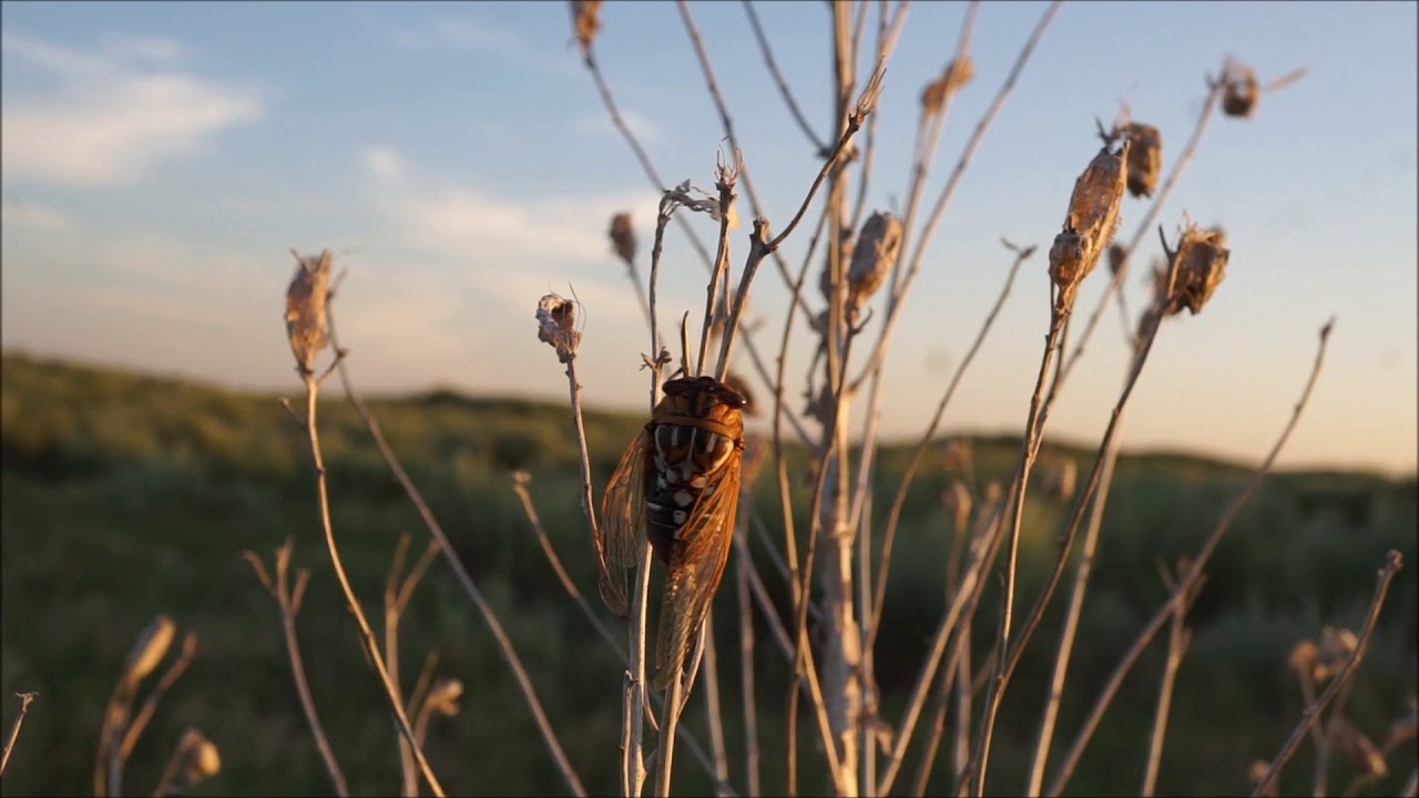 Megatibicen tremulus Beaver River WMA Oklahoma 7212017 YouTube