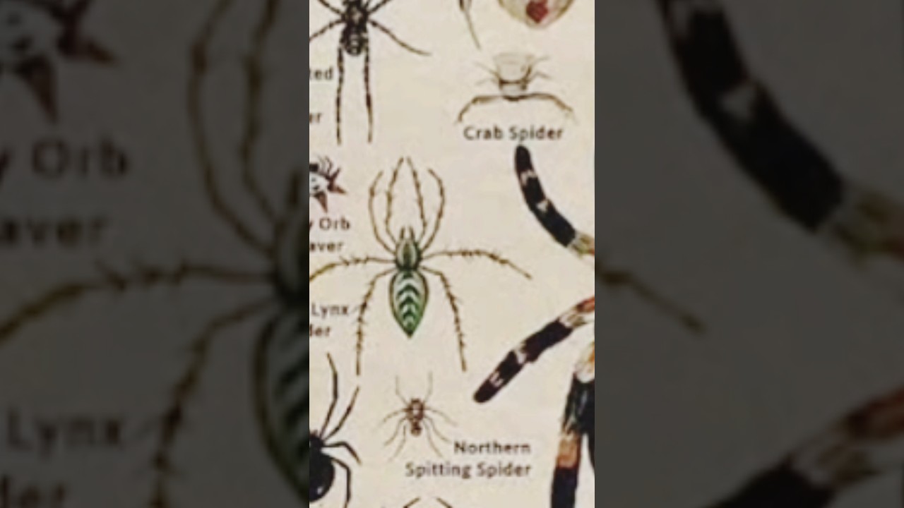 Types of Spider Green lynx spider 