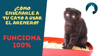 Como enseñarle a tu GATO  a usar el ARENERO  FUNCIONA !!