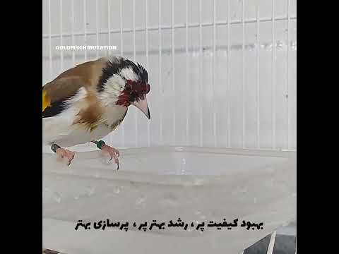 آب تنی فواید آبنتی برای پرنده سهره