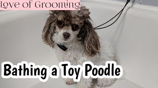 How to Bathe a Toy Poodle