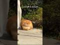 Funny kitten is Running 🤣 Cat #cat #cute #memes #kitten #viral #funny #ilovepetanimals
