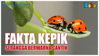 Fakta Menarik Kepik Serangga Kecil yang Membantu Petani