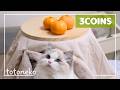 冬の神コスパ。3COINS“ペットこたつ”と“イチゴ爪とぎ”を使ってみた!
