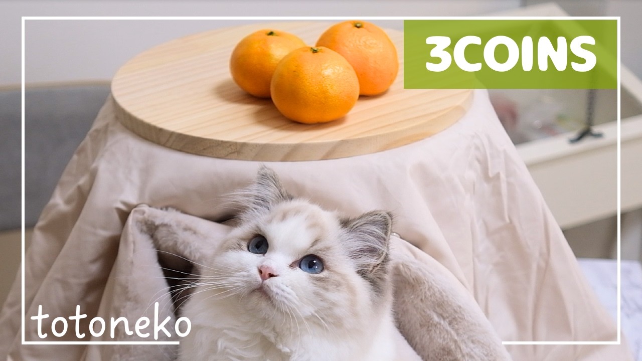 Best Value for Winter! Testing 3COINS 