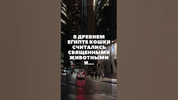 Кошки считались священными животными? #shorts #кошки #египет