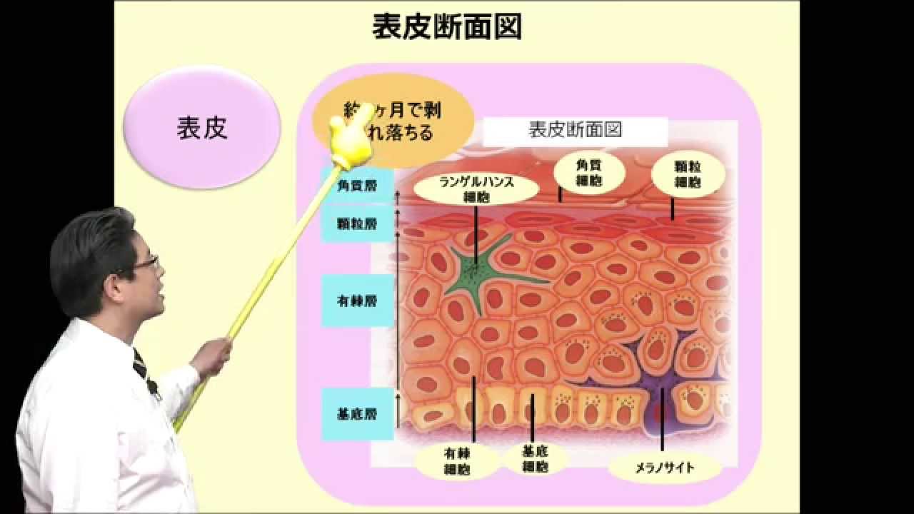 奥田知規先生 講座 介護に役立つ皮膚の構造と生理 Youtube