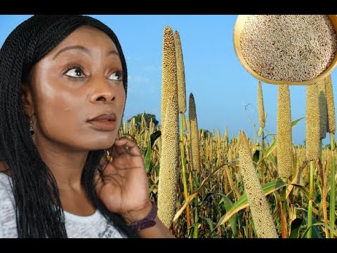 Vidéo: Cuisson Et Bienfaits De La Bouillie De Millet