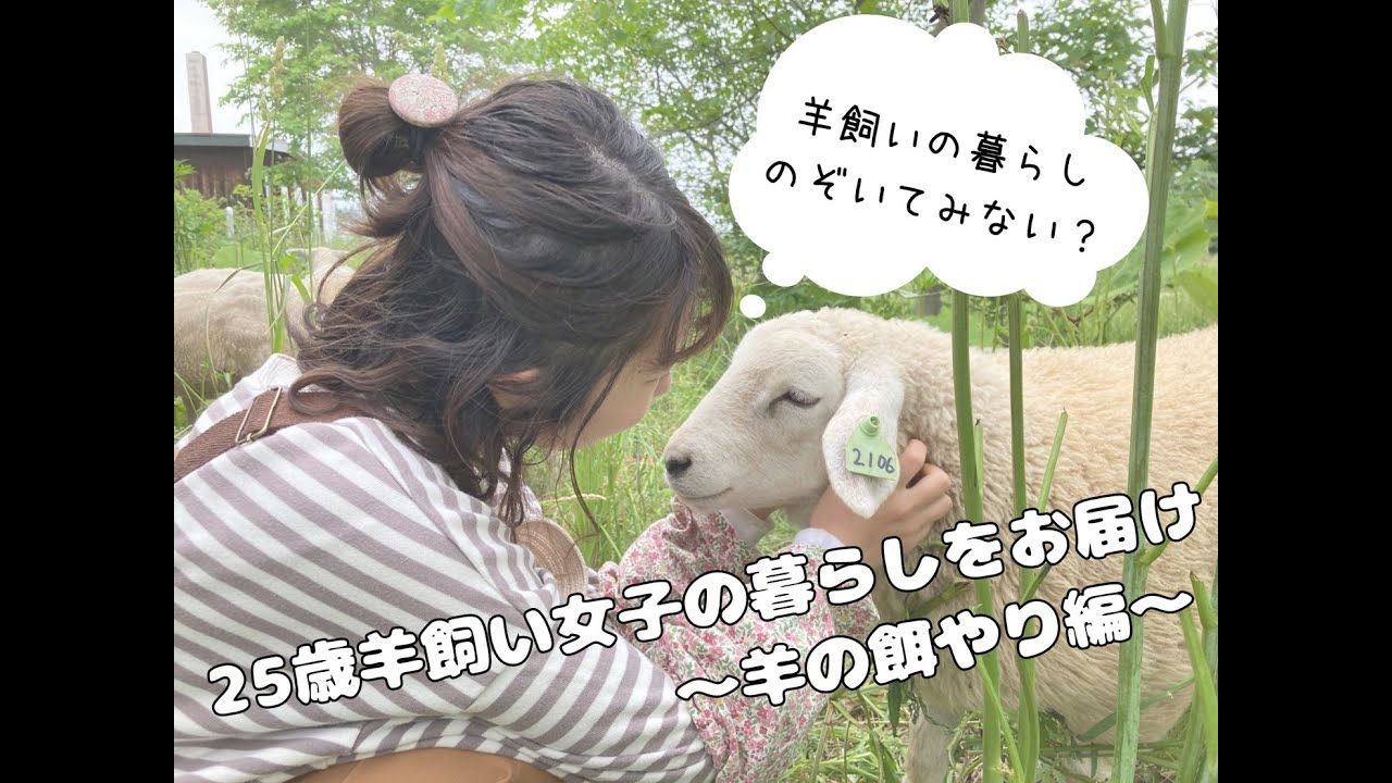 25歳羊飼い女子の暮らしをお届け～羊の餌やり編～ #動物 #ペット #女子