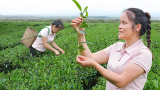 Harvesting Green Tea Leaves & Dried Tea Processing Bring Products Go to Market Sell | Mu Spring