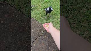 Magpie, cashews