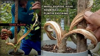 Teknik Pelintir Bonsai Waru Ekstrim