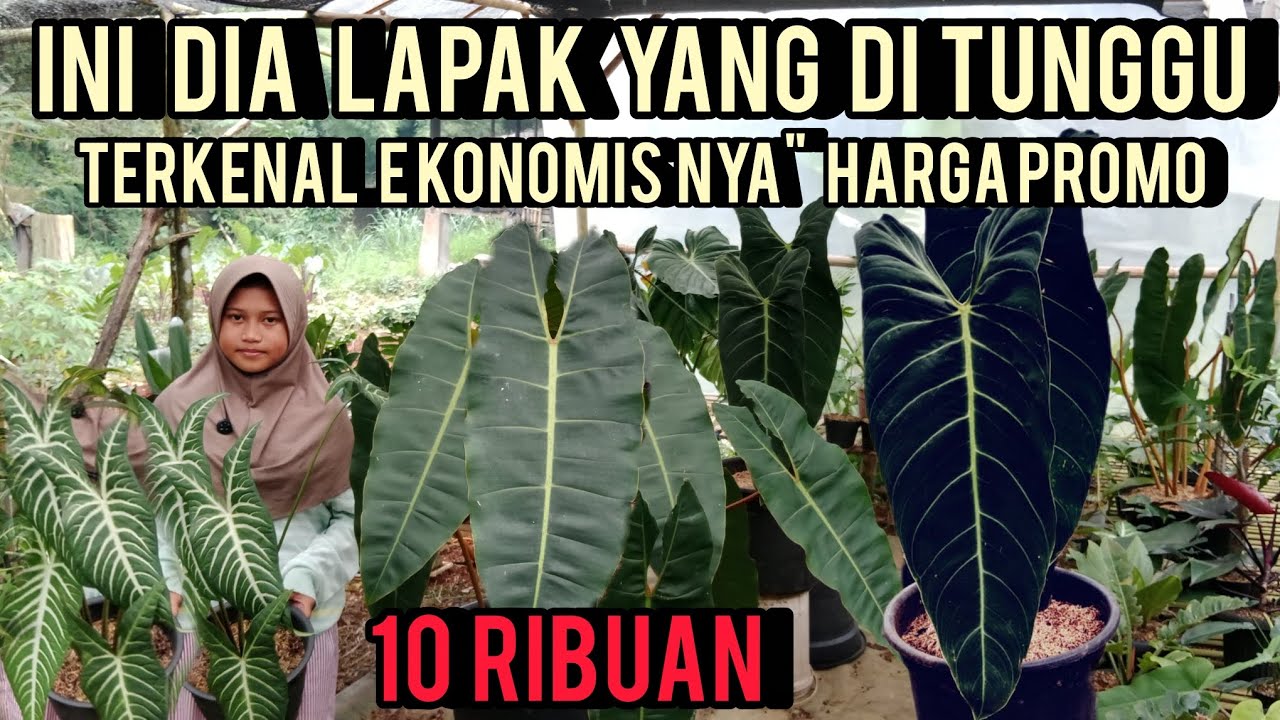 INI DIA LAPAK YANG DI TUNGGU‼️TERKENAL EKONOMIS NYA
