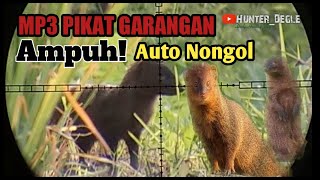 SUARA PIKAT GARANGAN PALING AMPUH MP3 GARANGAN JERNIH DURASI PANJANG 1 JAM NON STOP AUTO NONGOL