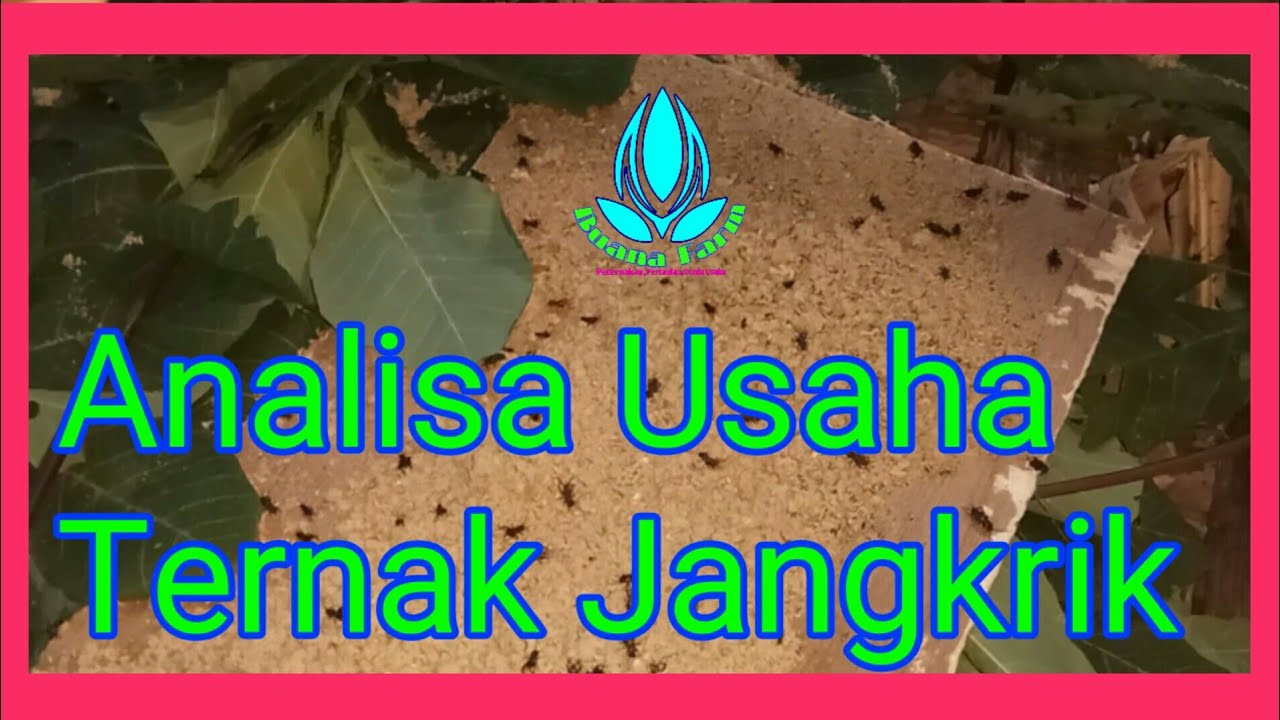 Analisa Usaha Ternak Jangkrik 
