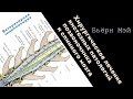 Хирургическое лечение кистозных патологий позвоночника и спинного мозга