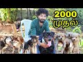 DOGS FOR SALE IN TAMILNADU | ALL BREEDS AVAILABLE | LOW PRICE GOOD QUALITY | DELIVERY AVAILABLE