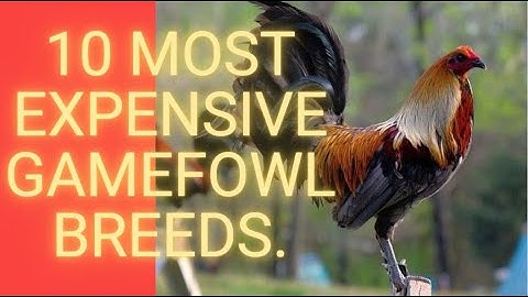 10 Most EXPENSIVE GameFowl Breeds.
