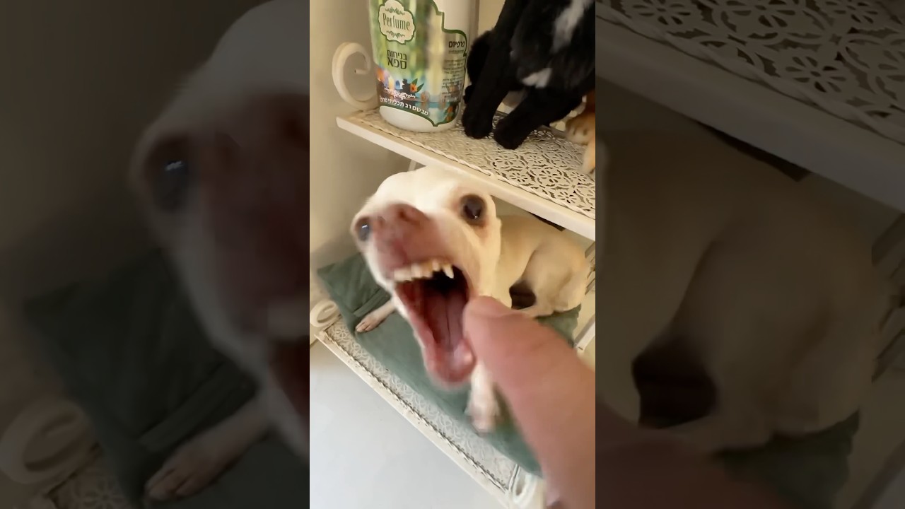 Ники — самая знаменитая чихуахуа в мире ❤️🥰🤪🤪🤪 