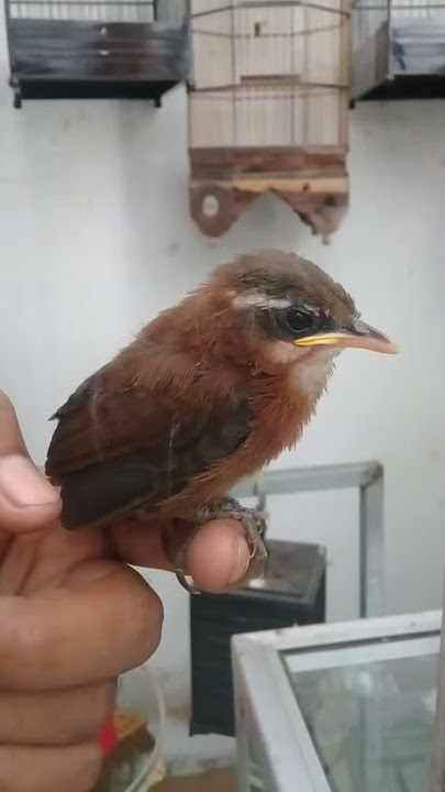 Anakan cucak kopi/kopi kopi