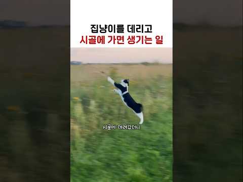 집냥이를 데리고 시골에 가면 생기는 일 #고양이 #고양이쇼츠 thumbnail