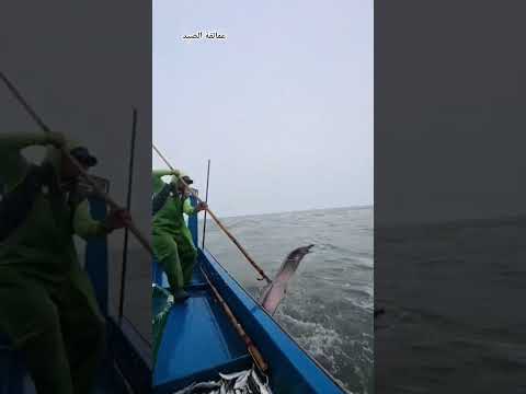 تجربة مذهلة في اصطياد ثعبان البحر