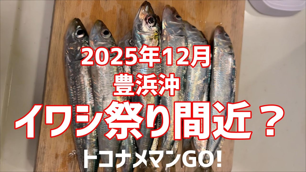 【2025年12月】豊浜イワシ祭り間近か？　豊浜沖にはイワシうじゃうじゃいるぞ！