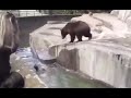 Polish man fights bear in warsaw zoo