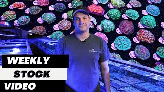 Ep. 21: Eye Catching Coral Weekly Stock Video 3.22.24