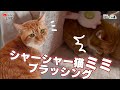 NPO法人ねこけん新公式チャンネル がライブ配信中!