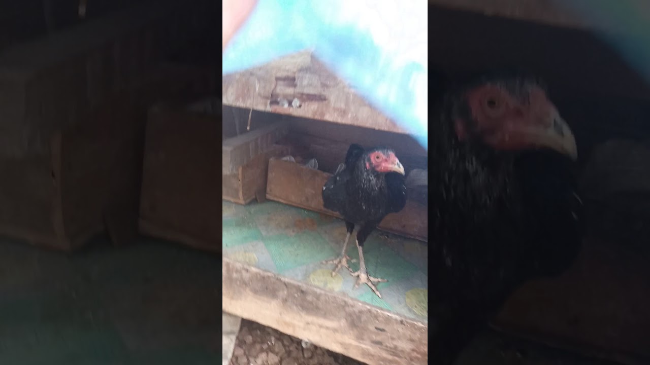 Ternak ayam Bangkok untuk pemula 