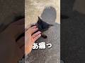 "DAY13"「ここに住ませてくれ(*´꒳`*) #shorts