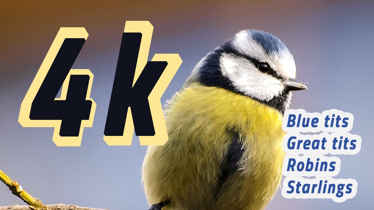 4K BRITISH BIRDS - DAY 1