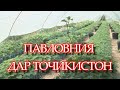 ДАРАХТИ ПАВЛОВНИЯ ДАР ТОЧИКИСТОН