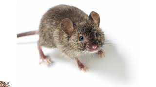 Verso Del Topo - Squittio Del Topolino