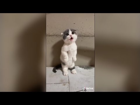 รวมคลิป แมวเหมียวน่ารัก ฮา ๆ ใน tiktok