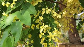 Beautiful yellow flowering trees