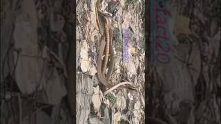 তিনটি সাপের ভালো বাসা tin ti saper bhalobasha#comedy #shorts #funny #love