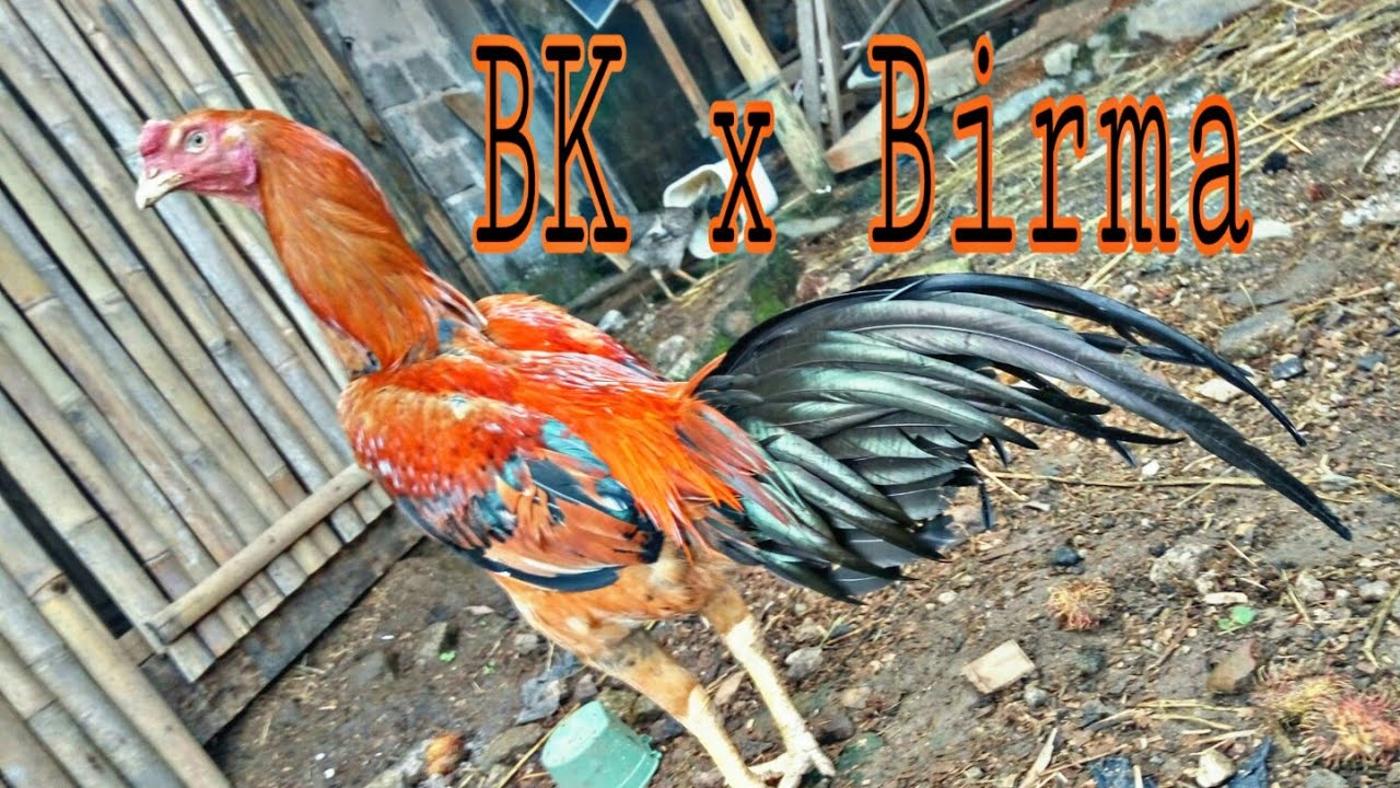 Ayam bangkok x Birma - YouTube