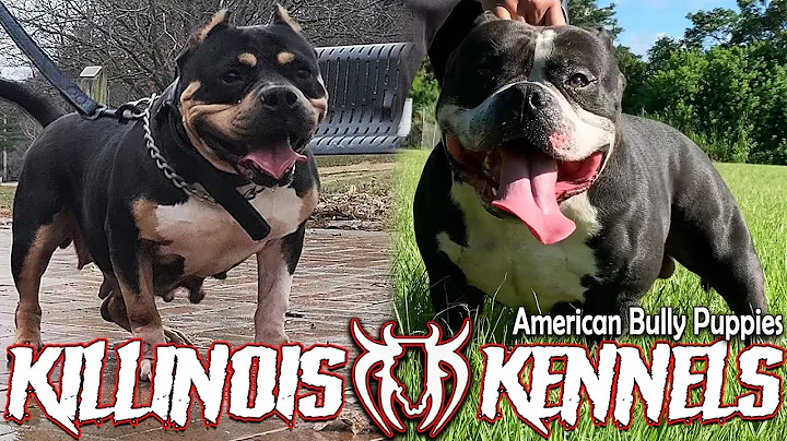 EXTREME AMERICAN BULLY PUPPIES FOR SALE FROM THE WORLD FAMOUS KILLINOIS KENNELS!!!!!!