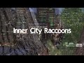 Capture de la vidéo Inner City Raccoons